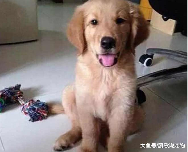 小金毛咬坏主人收藏品, 被主人拉去思想教育, 随后表现笑喷人