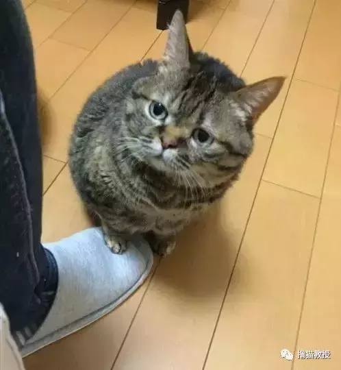 千万不要当着喵星人的面偷吃, 那种无言的压力大到你怀疑人生