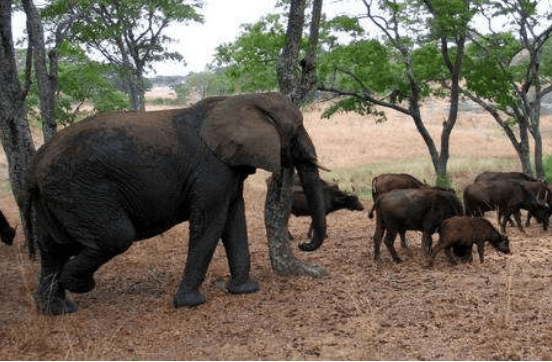 大象不知为何, 主动攻击一群野牛, 之后扬长而去让人疑惑