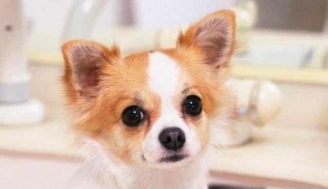 领养宠物狗之前, 必须要承诺的事项, 网友: 竟然这么麻烦!