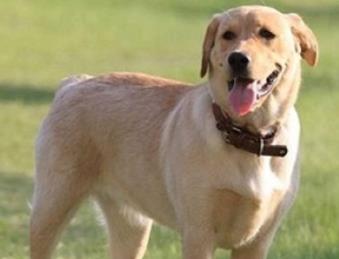 路人捡到一只流浪狗, 查看狗牌时才发现有故事, 网友: 笑哭