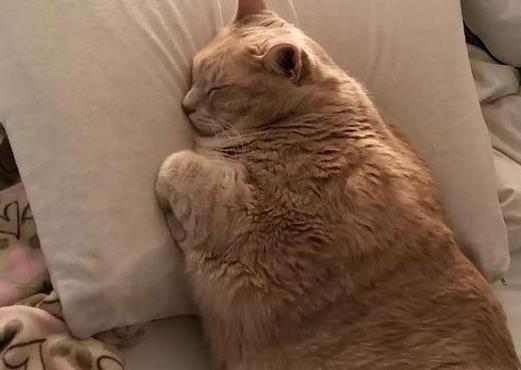 主人把鱼挂在树枝上, 胖橘猫颤颤巍巍的爬树偷鱼吃, 小模样太逗了