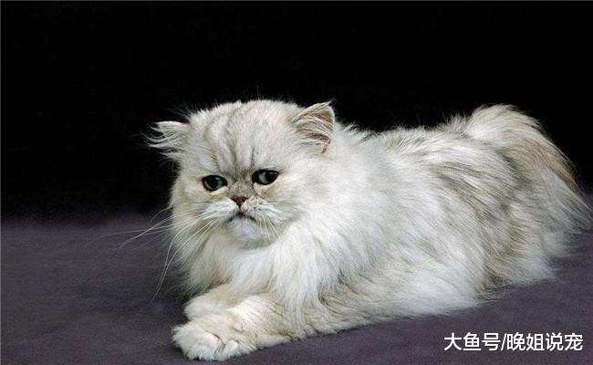 土猫跟品种猫有什么不同? 为啥国人更喜欢品种猫? 原因有5个