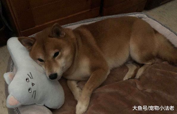 柴犬把大便拉在树上, 画面让众多网友笑哭: 这是在“发粪涂树”?