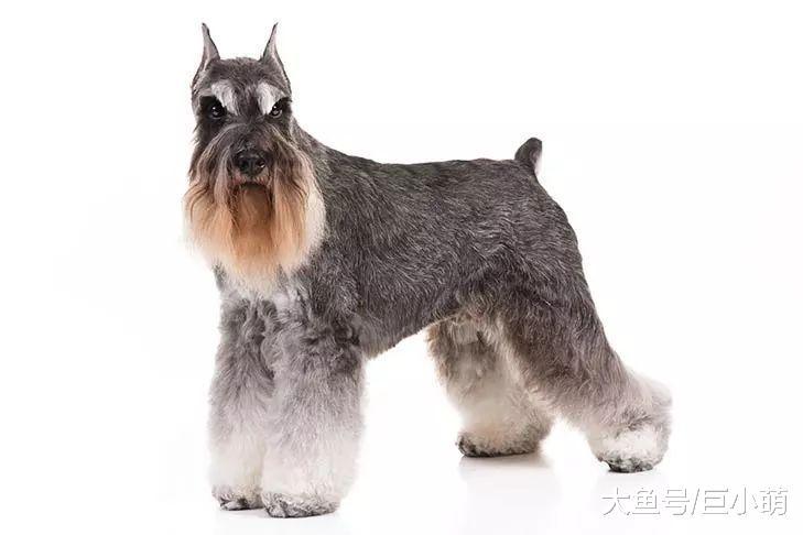 犬种百科 | 不论何时都像个臭老头? 带你重新认识迷你雪纳瑞