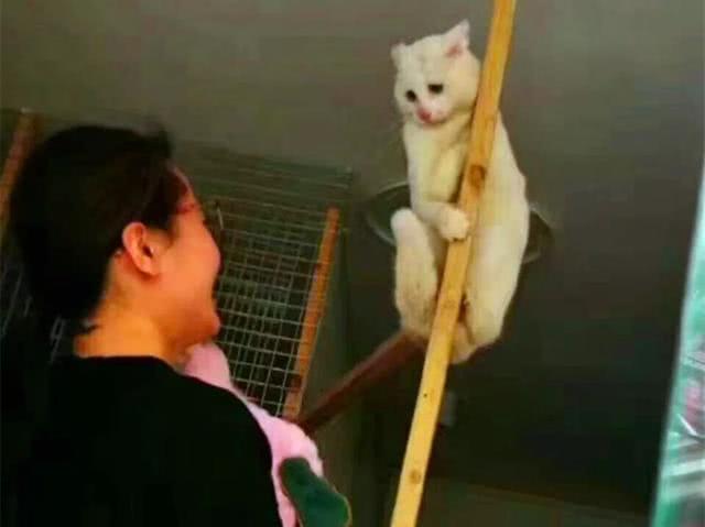 小白猫被弃养后患上抑郁症, 被暖心姑娘收养后, 猫咪体重翻番!