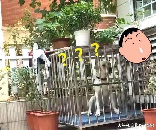 将泰迪和拉布拉多关在一起, 3分钟后它满脸问号: 这什么操作?