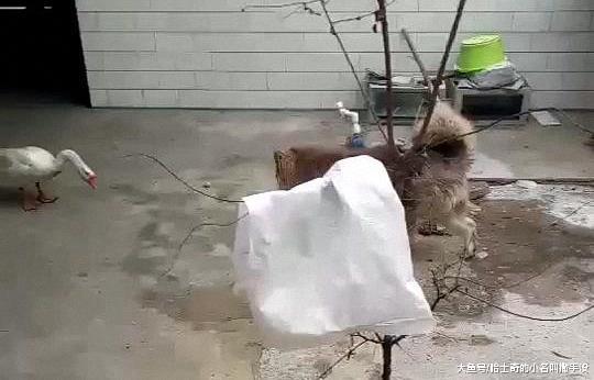 就因为狗狗在脚滑了一下, 大鹅飞起来就咬, 狗狗心里苦没地方说啊