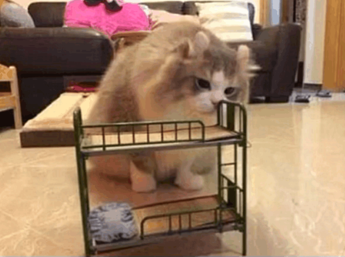 主人给猫咪订了一张小床, 送到后发现床太小, 猫咪一脸的无奈……