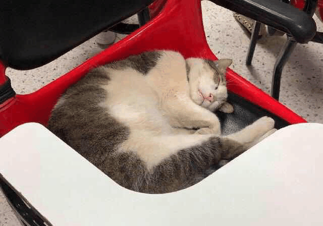 第一只上大学的猫, 不好好听课, 上课就睡! 网友: 你是皇上!