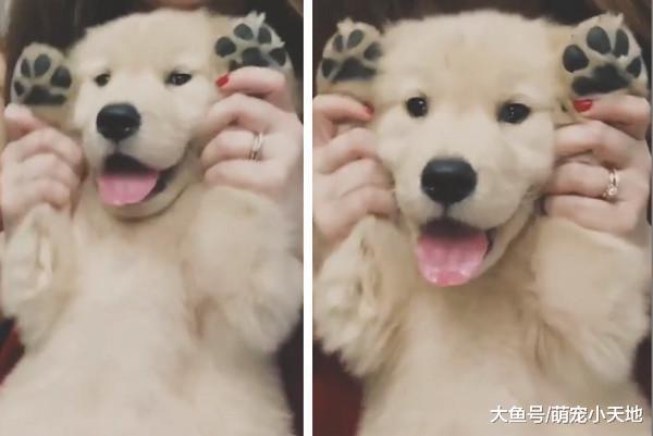 汪界舞后躺主人怀中露性感小肚, 扭腰吐舌手放头上萌翻!