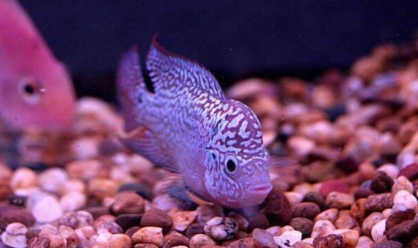 家里切记要放这几样宝物, 有钱人一看就懂, 暗喻越住越富裕!