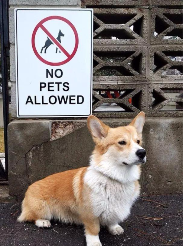 动物也疯狂: 去你妹的规矩, 我们就这么我行我素!