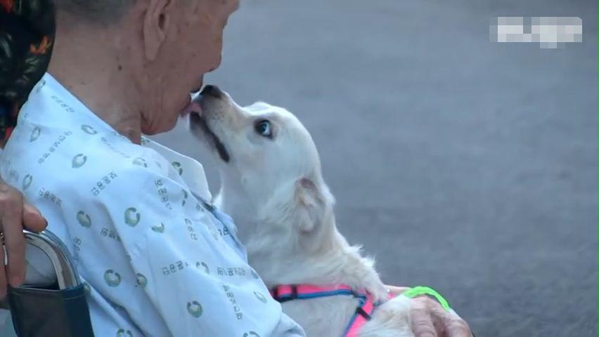 老人晕倒被送院剩忠犬露宿家门, 痴呆的他忘了一切却忘不了这记忆