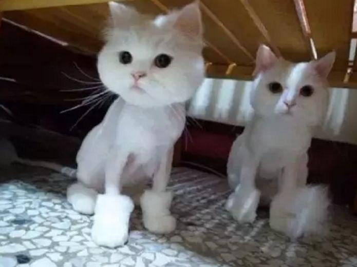 猫咪被剃毛后, 食欲大增, 居然还练出了腹肌, 网友: 这腹肌没谁了