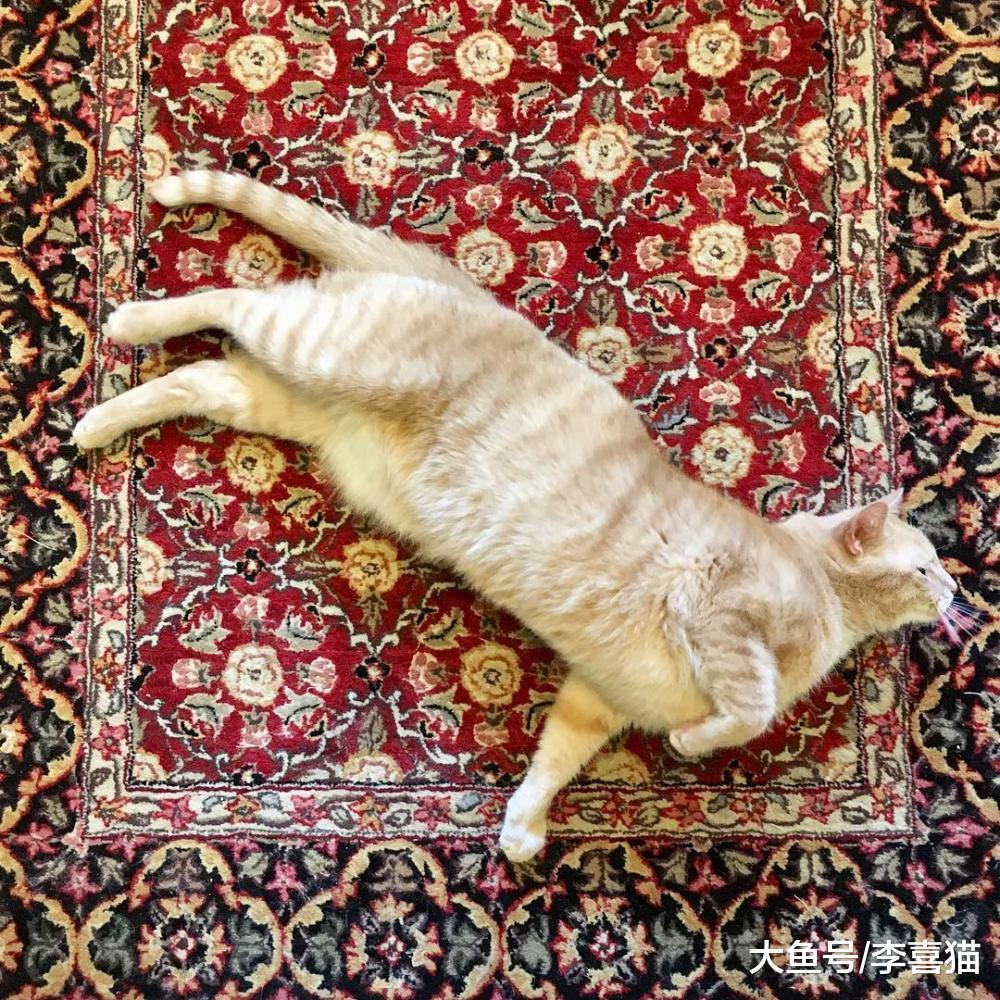 想让猫咪不祸害地毯, 铲屎官就要给猫咪提供更多可以选择的目标!