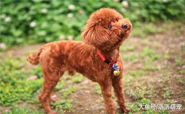 最受欢迎的五种狗狗, 拉布拉多在内, 第五种既让人爱又让人恨