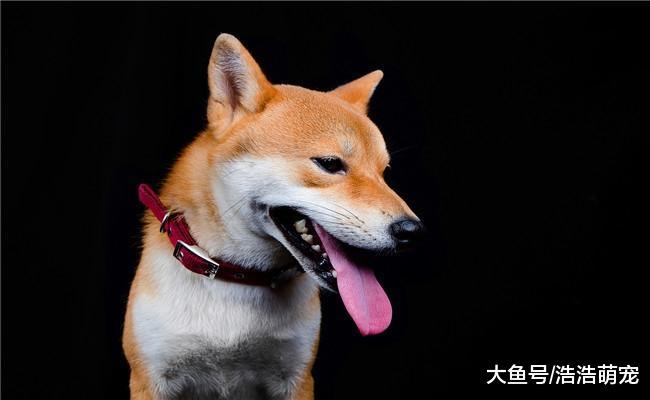 如果你真心喜欢狗狗, 就要了解它这5种行为的意义