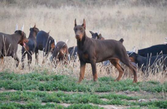 主人把杜宾犬独自放家里安全吗