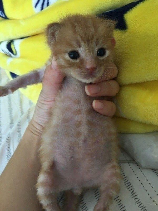 岁月是把杀猪刀, “杀”了我的小奶猫