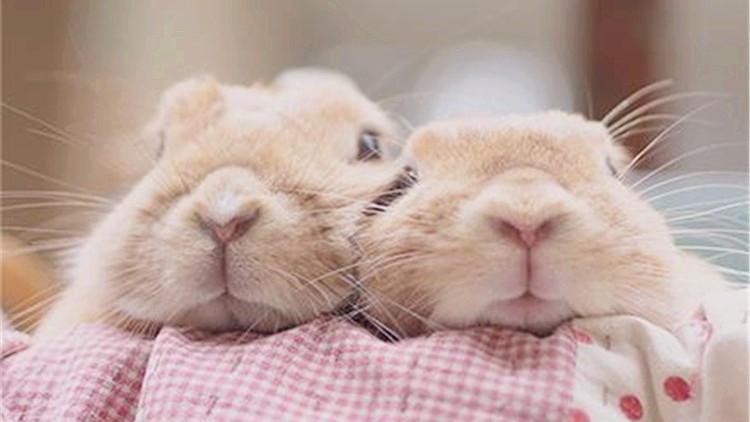 新手养兔砸, 这些事情不能不知道!