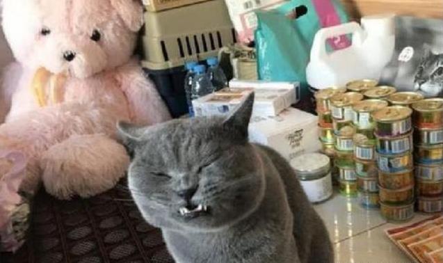 蓝猫为求主人买罐头各种撒娇卖萌, 买回来后却翻脸不认人