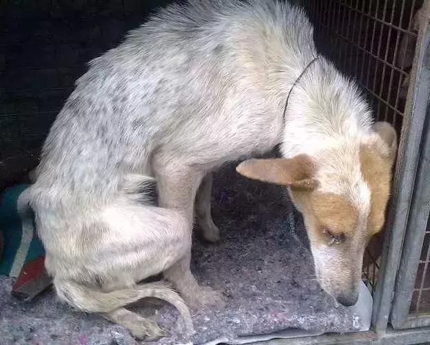 流浪狗被下令活埋, 如今施暴者流下悔恨的泪水