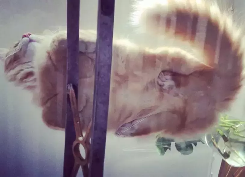 坐在玻璃上的猫咪们, 看完心情都好了