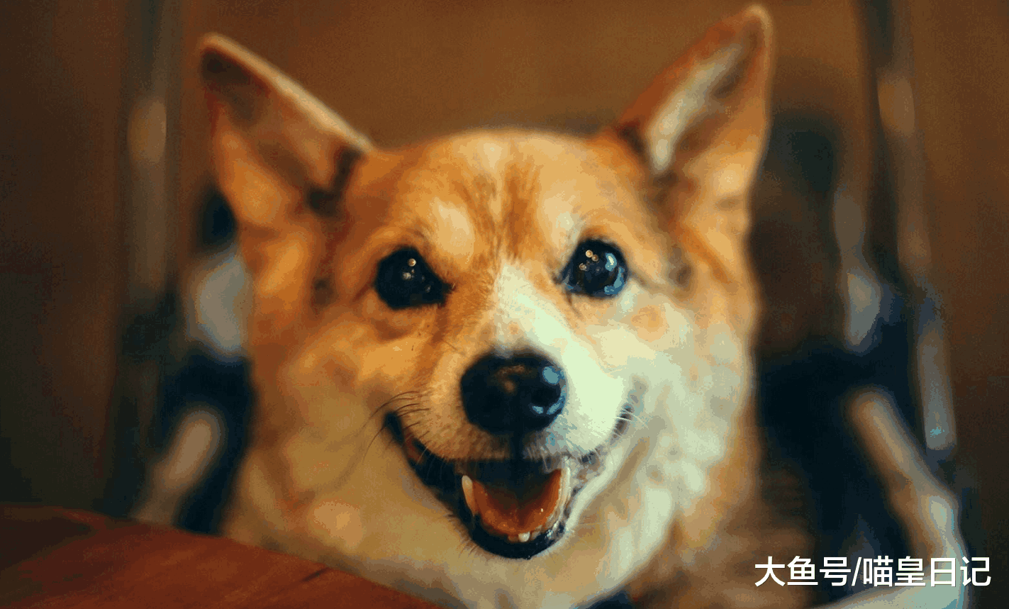 如果你对狗狗感兴趣, 那么你一定也想了解狗狗的这四个习性!