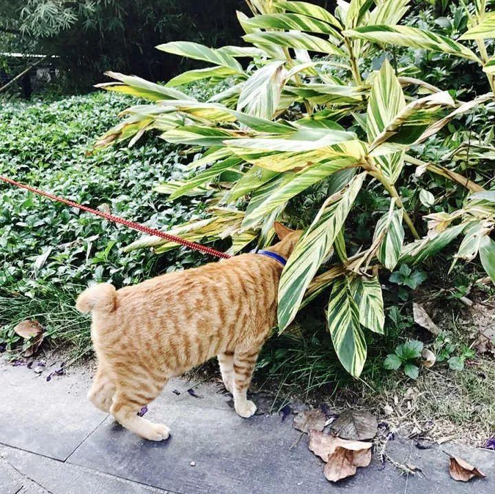 岁月是把杀猪刀, “杀”了我的小奶猫