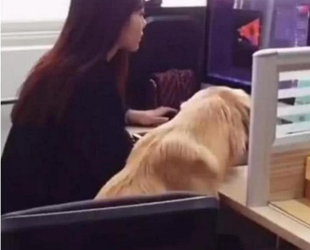 带着金毛去公司上班, 一个早上没看到金毛, 找到时无法淡定了