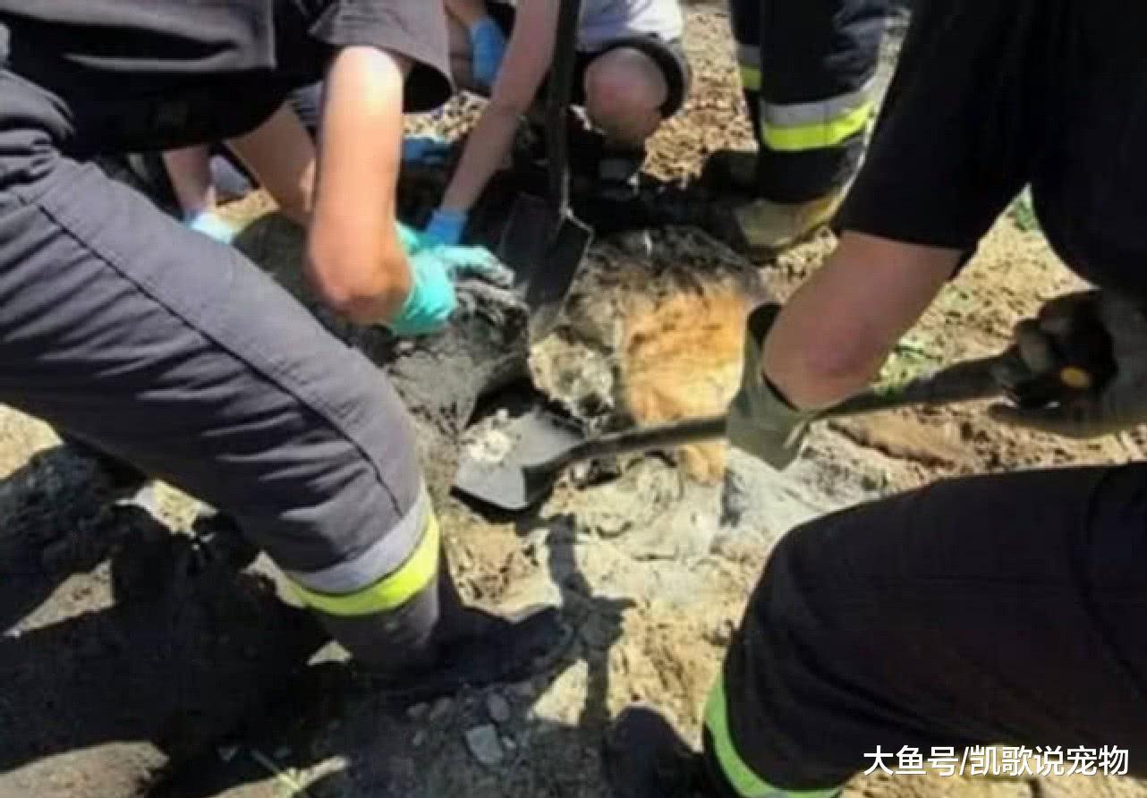 狗狗躺在地上不能动弹, 路人原以为死了, 上前一看立马搬救兵