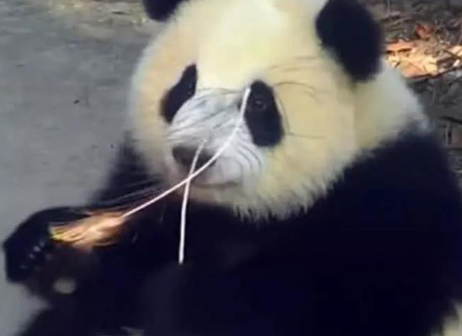 大熊猫想拔孔雀的毛, 愣是追了一路, 孔雀气哭: 国宝就能为所欲为