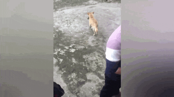 田园犬生崽被主人抛弃, 狗妈冲出家将狗崽找回, 最后的结局暖心了