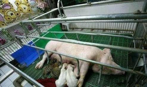 老虎从小被家猪养大, 最后它对家猪的态度, 让工作人员很感动