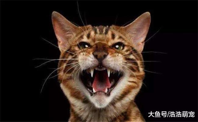 猫咪有下面五种表示时, 说明他们心情不好, 需要宠主去安慰