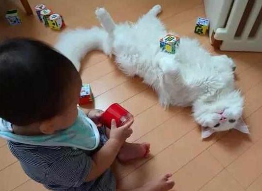 把高冷猫和熊孩子关一个屋, 推门一看笑得胃抽筋: 果然一物降一物