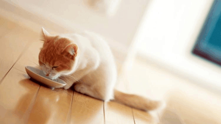 猫咪不能缺这些东西, 你家的中招了吗?