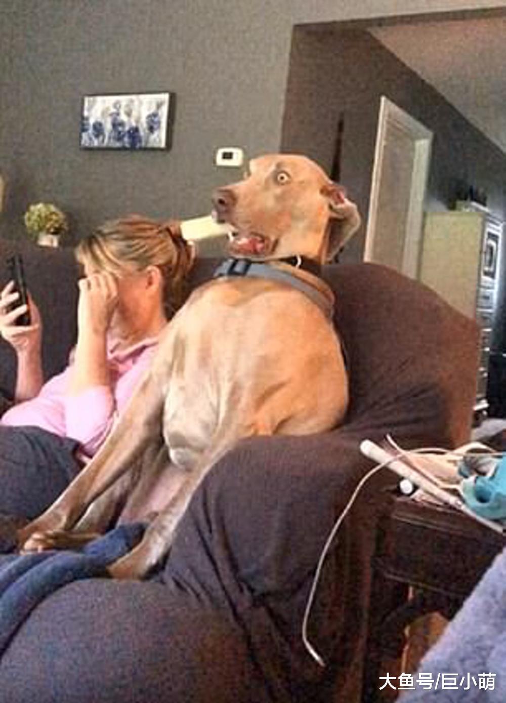 狗狗吓到骨头都不咬, 表情惊恐到变形让人笑疯, 它到底看到了什么