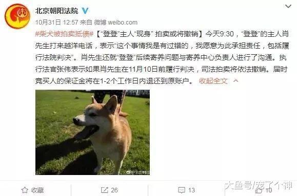 二十六万人围观, 两千多人竞拍! 柴犬登登的主人竟回来了