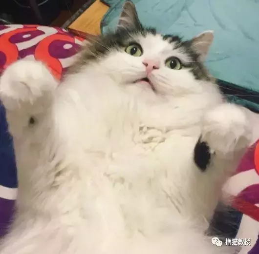 这是什么沙雕猫咪混合物? 连猫都认不出自己啦