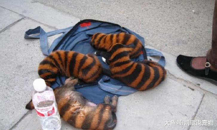黑心宠物店为了卖出狗狗, 竟狠心给狗染色, 殊不知会毒害它们