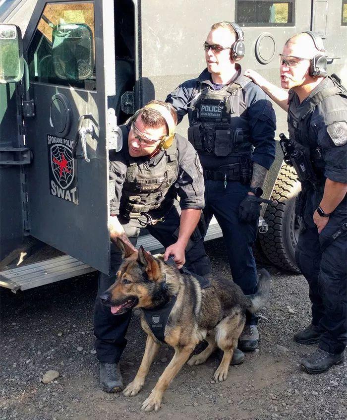 这就是平日里默默为人类奉献着的警犬们, 硬照真是帅呆了