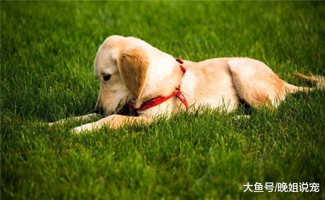 你知道金毛的优缺点吗? 优点一个缺点两个, 你都了解吗?