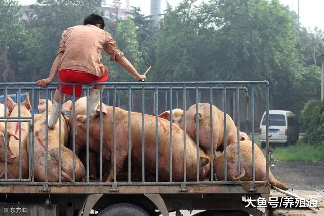2018年11月15日生猪价格走势 1400万头猪袭击猪价!