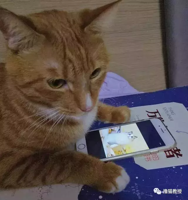 白雪公主和两只大舔狗: 如果不是真的喜欢, 谁又喜欢做舔狗呢