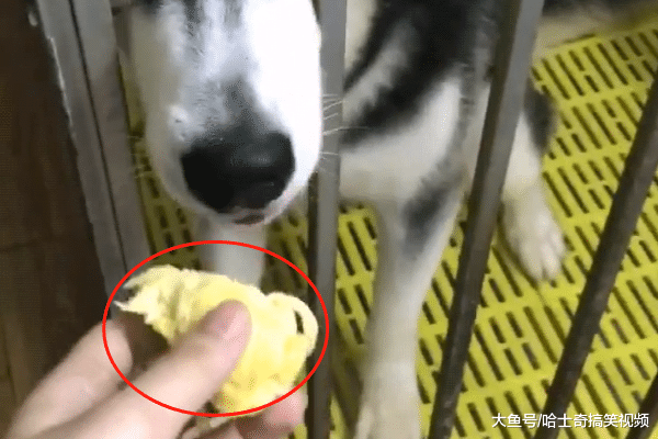 网友拿榴莲给二哈闻, 结果却被它一口吞了, 二哈: 就爱这味道