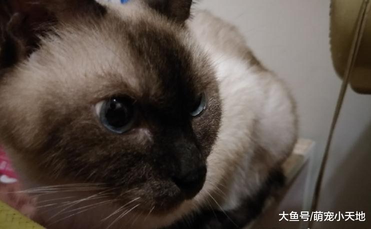 暹罗猫紧贴捕蚊灯取暖, 烤焦脸无奈: 怎么不会热?