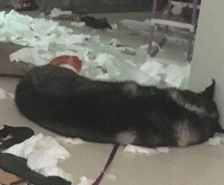 二哈总是拆家, 主人想出这一招, 二哈再也不敢拆家了, 笑哭主人