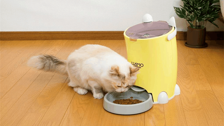 这些诱惑, 就算是高冷的猫主子都扛不住!